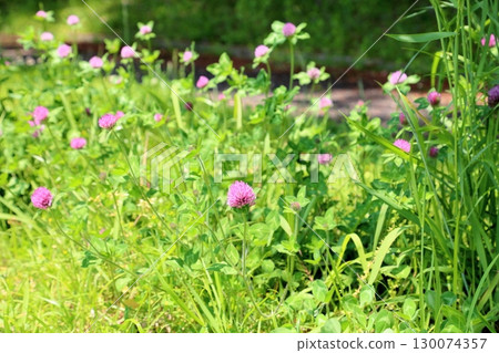 Cute red clover flower Cute red clover flower 130074357