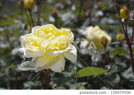 Light yellow rose flowers are blooming in the rose garden. The name of this rose is Remon. Light yellow rose flowers are blooming in the rose garden. The name of this rose is Remon. 130074506