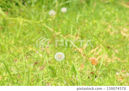 Dandelion flower 130074578