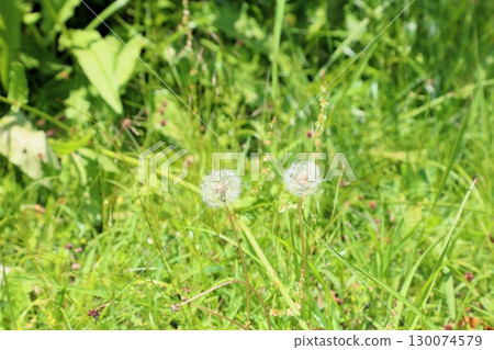 Dandelion flower Dandelion flower 130074579