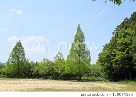 水杉樹的清爽嫩葉 水杉樹的清爽嫩葉 130074580