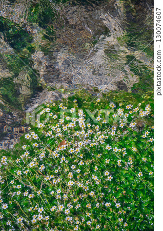 Baikamo flowers blooming in an irrigation channel fed by melting snow [Azumino] 130074607