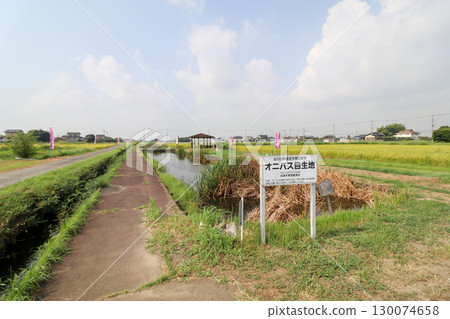Water Lily Village Water Lily Village 130074658