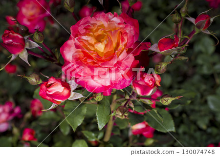 Red roses are in bloom in the rose garden. The name of this rose is Fruite. 130074748