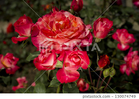 Red roses are in bloom in the rose garden. The name of this rose is Fruite. Red roses are in bloom in the rose garden. The name of this rose is Fruite. 130074749