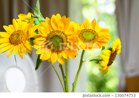 Sunflowers swaying in the wind on an indoor table and a rotating fan 130074753