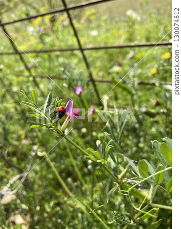 Ladybug resting on a flower 130074812