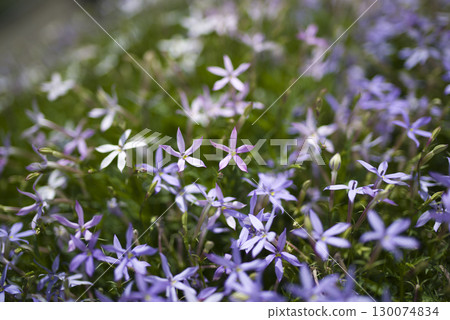 Isotoma flowers are in bloom in the park. The scientific name is Isotoma. Isotoma flowers are in bloom in the park. The scientific name is Isotoma. 130074834