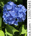 Blue blooming hydrangea flowers 130074845