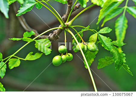 Yellow-green round China tree fruit (summer, August) 130075067