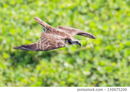 An osprey swooping down on a riverbank in summer 130075200