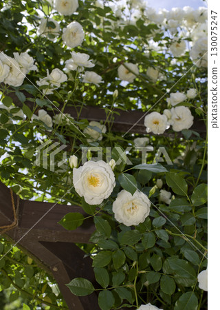White roses are in bloom in the rose garden. The name of this rose is Iceberg (Schnewigen). 130075247