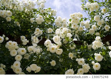 White roses are in bloom in the rose garden. The name of this rose is Iceberg (Schnewigen). White roses are in bloom in the rose garden. The name of this rose is Iceberg (Schnewigen). 130075248