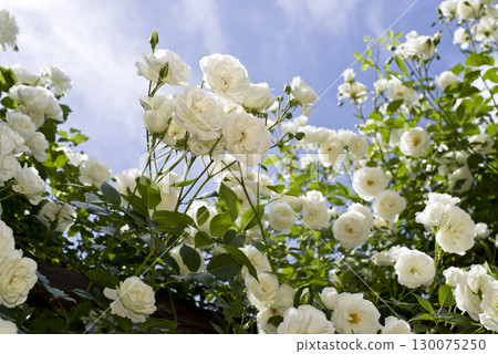 White roses are in bloom in the rose garden. The name of this rose is Iceberg (Schnewigen). White roses are in bloom in the rose garden. The name of this rose is Iceberg (Schnewigen). 130075250