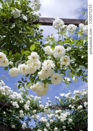 白玫瑰在玫瑰園中盛開。這朵玫瑰的名字叫冰山(Schnewigen)。 白玫瑰在玫瑰園中盛開。這朵玫瑰的名字叫冰山(Schnewigen)。 130075255