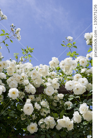 White roses are in bloom in the rose garden. The name of this rose is Iceberg (Schnewigen). White roses are in bloom in the rose garden. The name of this rose is Iceberg (Schnewigen). 130075256