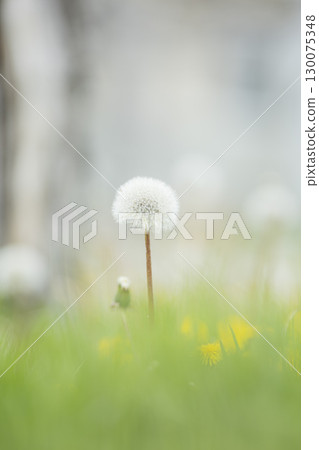 Dandelion fluff blooming in the spring field 130075348