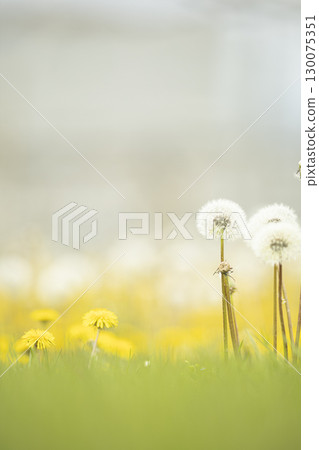 Dandelion fluff blooming in the spring field 130075351