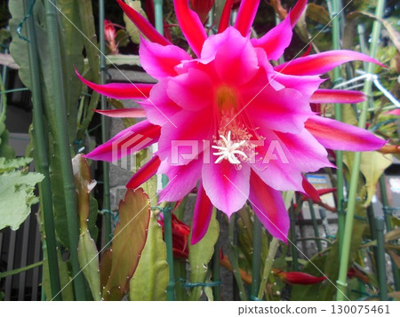 Peacock cactus 130075461