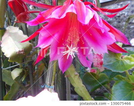 Peacock cactus Peacock cactus 130075466