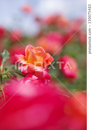 Red roses are in bloom in the rose garden. The name of this rose is Fruite. Red roses are in bloom in the rose garden. The name of this rose is Fruite. 130075483