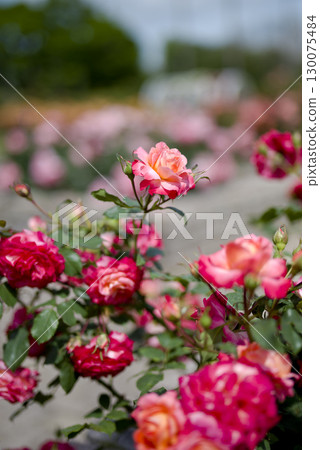 Red roses are in bloom in the rose garden. The name of this rose is Fruite. Red roses are in bloom in the rose garden. The name of this rose is Fruite. 130075484