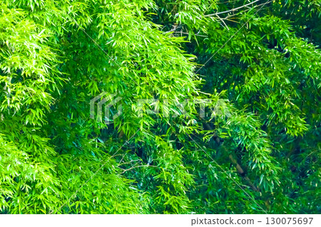 Bamboo leaves 130075697