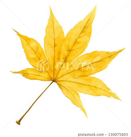 Watercolor illustration of yellowed leaves 130075803