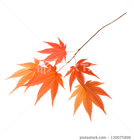 秋葉的水彩插圖 130075806