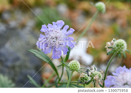 魚鱗藍盆花 魚鱗藍盆花 130075958