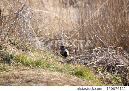 一隻野雞下河岸 一隻野雞下河岸 130076111
