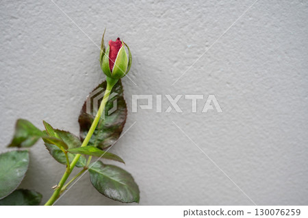 A single red rose before blooming isolated on the wall. Roses are best known as ornamental plants grown for their flowers in the garden and sometimes indoors. A single red rose before blooming isolated on the wall. Roses are best known as ornamental plants grown for their flowers in the garden and sometimes indoors. 130076259