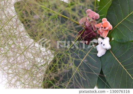Teddy bears gather around the flower spikes of a smoke tree 130076316