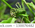 A swallowtail butterfly larva about to eat 130076482