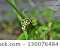 Front view of a swallowtail butterfly larva's diet 130076484