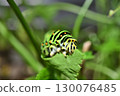 A swallowtail butterfly larva eating 130076485