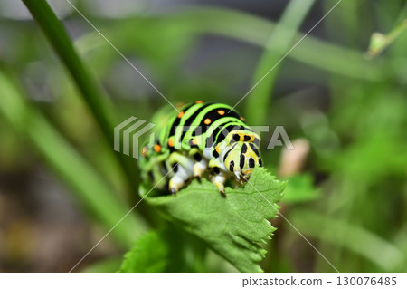 一隻燕尾蝶幼蟲正在進食 130076485