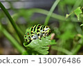 The diet of swallowtail butterfly larvae 130076486