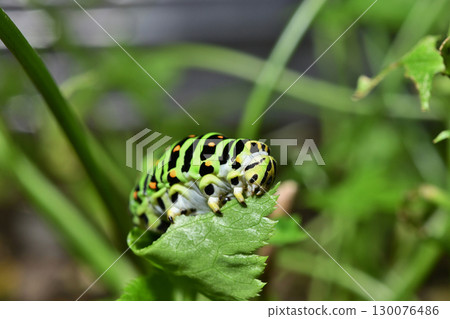 燕尾蝶幼蟲的飲食 燕尾蝶幼蟲的飲食 130076486