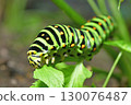 The diet of swallowtail butterfly larvae 130076487