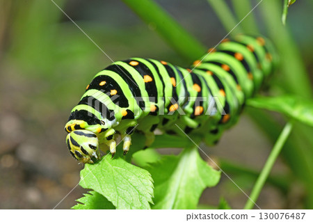 燕尾蝶幼蟲的飲食 130076487