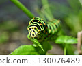 Front view of a swallowtail butterfly larva eating 130076489
