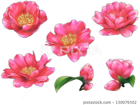 日本山茶花插圖 130076502