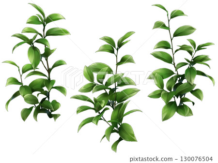 山茶花葉插圖 130076504