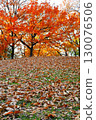 Carpet of fallen leaves and autumn leaves 130076506