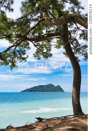 Seascape with pine trees and islands Seascape with pine trees and islands 130076514