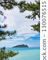 Ocean view with an island visible beyond the pine trees 130076515