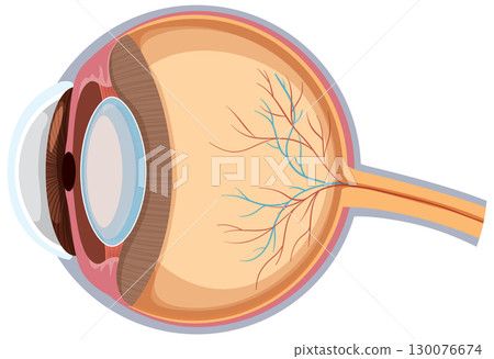 Cross Section Diagram of Human Eye Anatomy 130076674