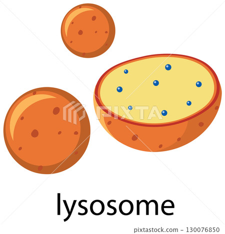 Colorful Vector Illustration of Lysosome Structure 130076850
