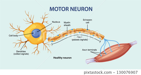 Labeled Diagram of Motor Neuron Connecting to Muscle Fiber 130076907
